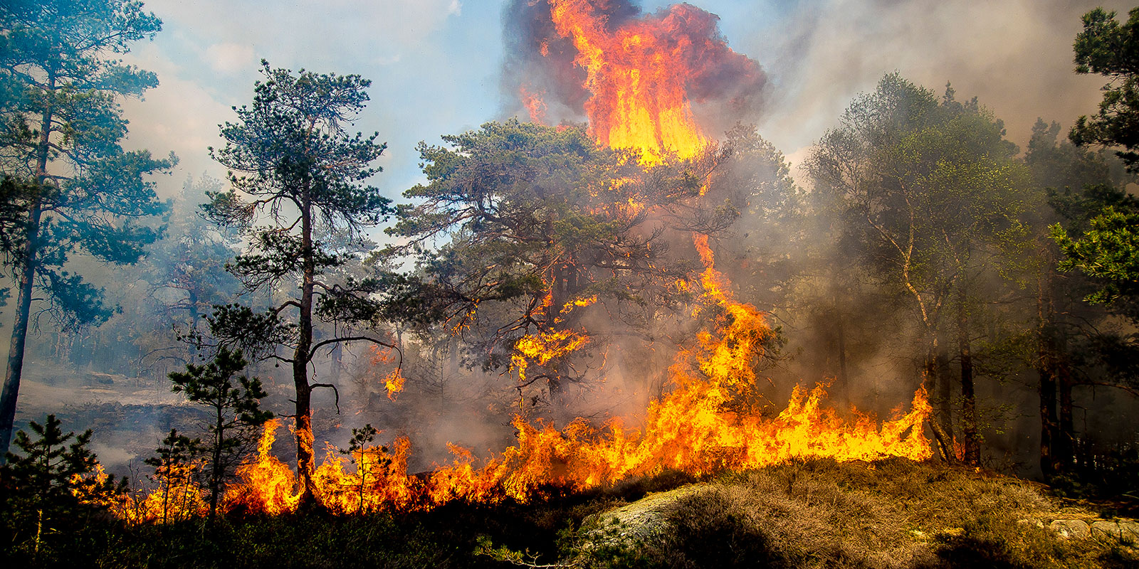 Bilde av skogbrann